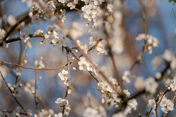 Spring flowers detail in a tree.
