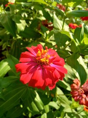 Zinnia elegans (youth and age, common zinnia, elegant zinnia) flower with natural background