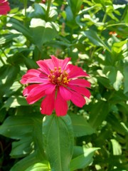 Zinnia elegans (youth and age, common zinnia, elegant zinnia) flower with natural background