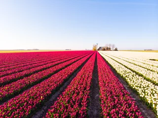 Gordijnen Aerial drone flying over beautiful colored tulip field in Netherlands. Drone view of bulb Agriculture fields with flowers. Fly over Dutch polder landscape multi colored tulip fields spring landscape © olenap