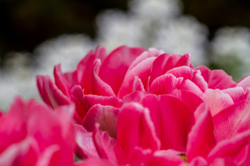 Close-up of petals of red tulips with blurry white flowers in the background