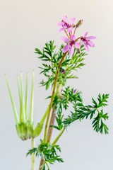 Erodium cicutarium. Planta con flores de pico de cigüeña. Relojes. Agujas.