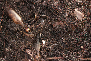 Broken glass bottles on grass after fire.