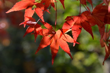 紅葉