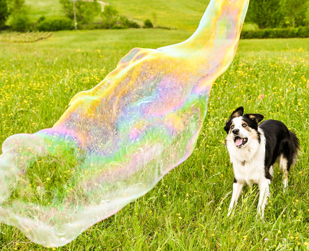 Un chien Border Collie joue avec des bulles g&eacute;antes dans un champ