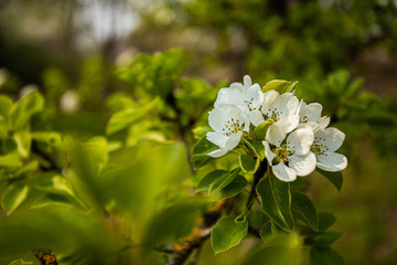 Spring has come, the flowers are blooming