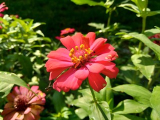 Fototapeta premium Zinnia elegans (youth and age, common zinnia, elegant zinnia) flower with natural background