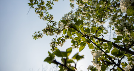 Spring has come, the flowers are blooming