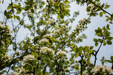 Spring has come, the flowers are blooming