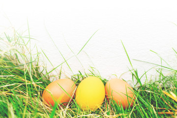 Fototapeta premium Colorful eggs on the grass Easter concept.