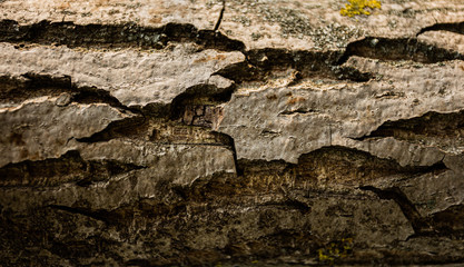 Background of tree bark, texture
