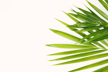 Crown of thorns with palm leaves on white background ,Easter concept