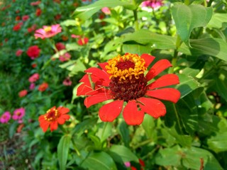 Zinnia elegans (youth and age, common zinnia, elegant zinnia) flower with natural background