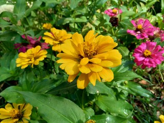 Zinnia elegans (youth and age, common zinnia, elegant zinnia) flower with natural background