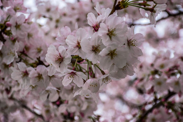Beautiful pink cherry blossoms during spring time in Tokyo japanese garden, Japan