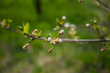 Spring has come, the flowers are blooming