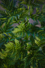 Naklejka na ściany i meble Green leaf texture. Leaf texture background