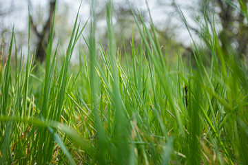 Tall green grass in spring
