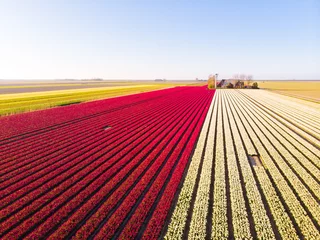 Tuinposter Aerial drone flying over beautiful colored tulip field in Netherlands. Drone view of bulb Agriculture fields with flowers. Fly over Dutch polder landscape multi colored tulip fields spring landscape © olenap