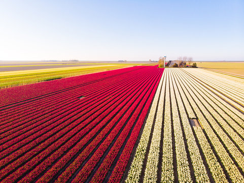 Aerial Drone Flying Over Beautiful Colored Tulip Field In Netherlands. Drone View Of Bulb Agriculture Fields With Flowers. Fly Over Dutch Polder Landscape Multi Colored Tulip Fields Spring Landscape