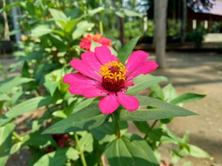 Fototapeta premium Zinnia elegans (youth and age, common zinnia, elegant zinnia) flower with natural background