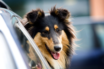A rough collie dog looks out of a car window