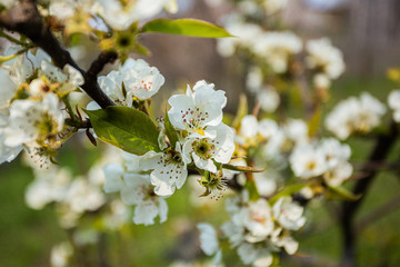 Spring has come, the flowers are blooming
