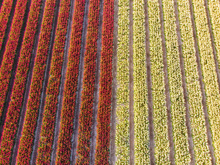 Obraz premium Aerial drone flying over beautiful colored tulip field in Netherlands. Drone view of bulb Agriculture fields with flowers. Fly over Dutch polder landscape multi colored tulip fields spring landscape