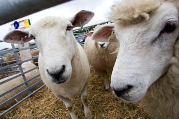 Sheep in a pen at an agricultural show