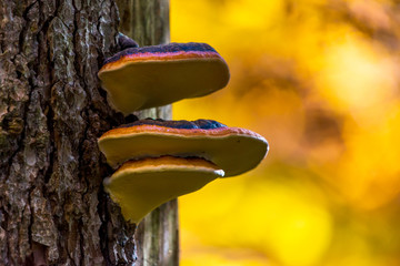 Woody mushroom or Fomitopsis pinicola on the tree