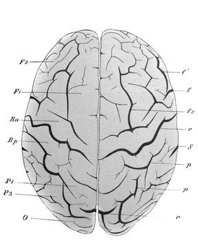 The view of brain from the top  in the old book the Human Anatomy Basics, by A. Pansha, 1887, St. Petersburg