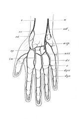 The arteries of the wrist in the old book the Human Anatomy Basics, by A. Pansha, 1887, St. Petersburg