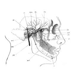 The arteries of the face in the old book the Human Anatomy Basics, by A. Pansha, 1887, St. Petersburg
