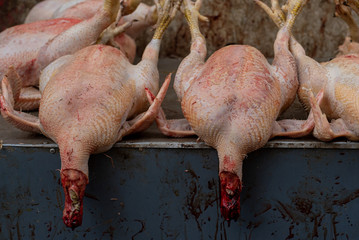 Dead chicken lying on the table for the cooking. The concept of killing animals for food.