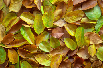 Fototapeta premium Vintage color tone of fallen autumn leaves for background. Christmas leaves