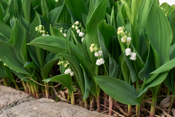 Convallaria majalis