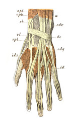 The wrist muscles in the old book the Human Anatomy Basics, by A. Pansha, 1887, St. Petersburg