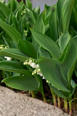Convallaria majalis