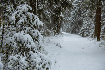 Winter forest