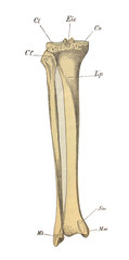 The bones of the shin in the old book the Human Anatomy Basics, by A. Pansha, 1887, St. Petersburg