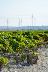 New harvest of ripe white grape growing on special soil in Andalusia, Spain, sweet pedro ximenez or muscat, or palomino grape ready to harvest, used for production of jerez, sherry sweet and dry wines