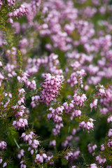 Erica carnea