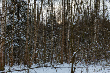 Winter forest