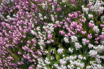 Obraz premium Erica carnea