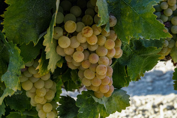 Ripe white grape growing in vineyard in Andalusia, Spain, sweet pedro ximenez or muscat, or palomino grape ready to harvest, used for production of jerez, sherry sweet and dry wines - obrazy, fototapety, plakaty