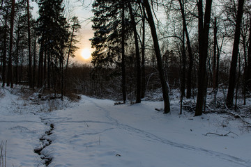 Winter forest