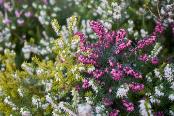 Erica carnea