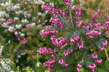 Erica carnea