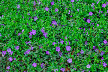 Natural background – meadow of beautiful blooming violet Vinca Minor (periwinkle) flowers and green leaves. 