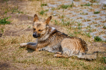 A small stray dog is lying on the grass. Wet dog.